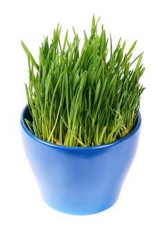 Green grass in pot isolated on white