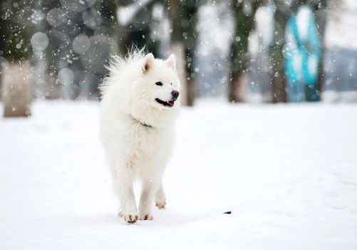 white husky on snow in winter