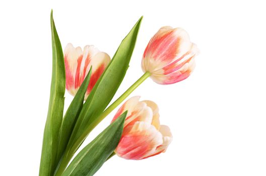The pink tulip isolated on white background