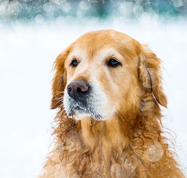 dog's face red retriever in the snow in winter