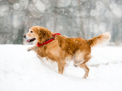 Running red retriever in the snow in winter