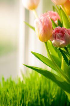 Shot of fresh pink tulips standing on windowsill