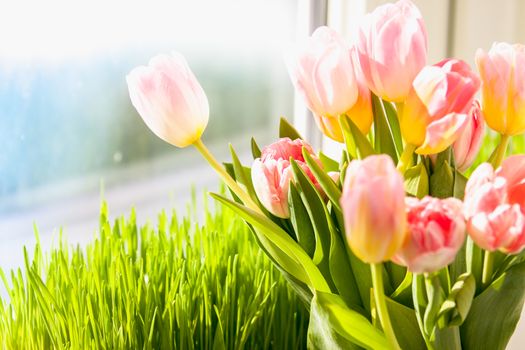 Photo of pink tulips against grass on windowsill