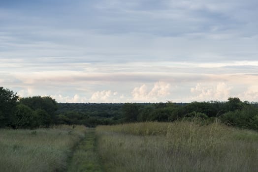 the kruger national park in south africa with trees sky and clouds