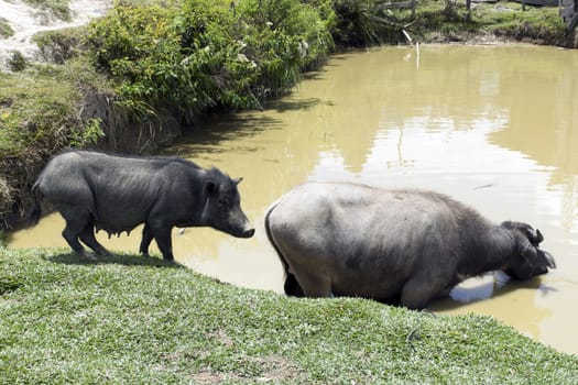 Pig and Buffalo. Samosir Island North Sumatra, Indonesia.