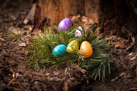 Eggs lying at forest on stump