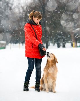 girl traing a dog breed golden retriever in winter