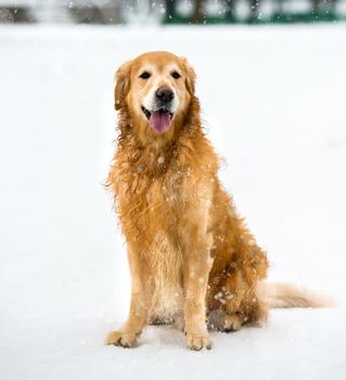 dog breed golden retriever in snow