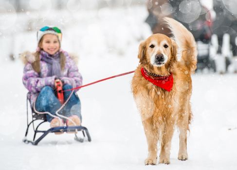 Golden Retriever pulls the sledge with a little girl in the snow