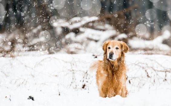 red retriever in the snow in winter