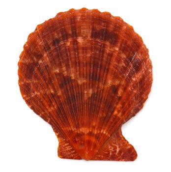 Sea shell on white background