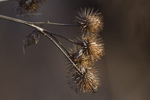 Dry seeds the Agrimony close up