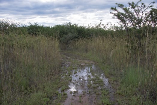 wet path in nature with clouds sky