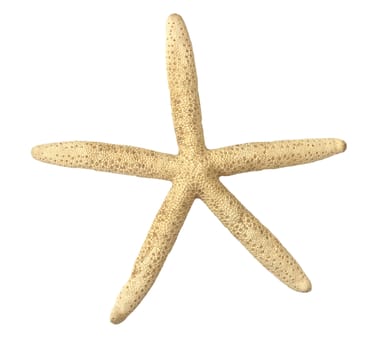 Starfish on white