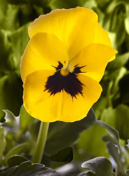 Yellow violet in the middle of green leaves