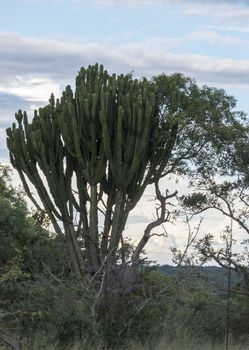 big cactus in south africa kruger national reserve with clouds sky