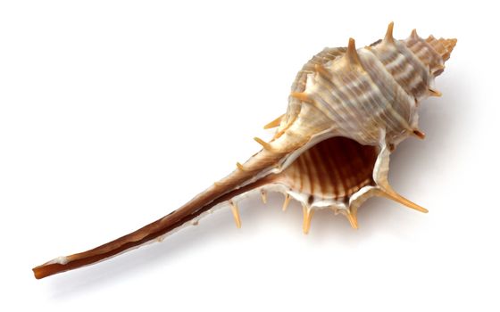 Sea shell on white background
