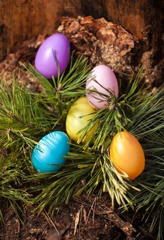 Shot of painted colorful easter eggs on fir tree