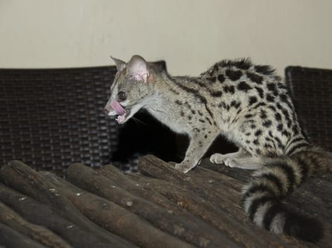 small young grey striped genet cat