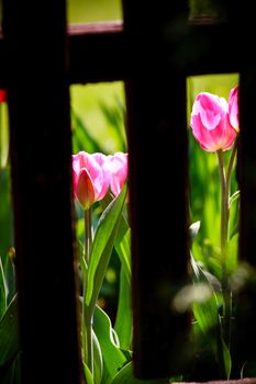Spring photo of two pink tulips visible from behind wooden fence boards, against green grass background.
