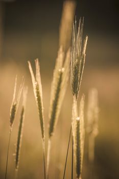 Single ears of wheat illuminated by morning sunlight, blurred background.