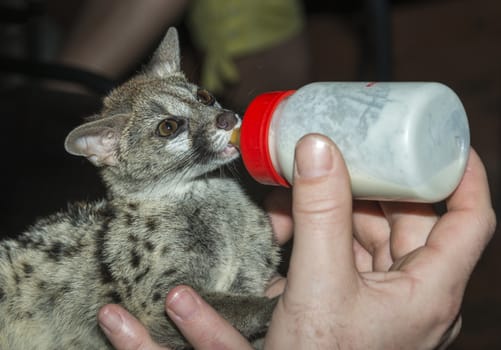 baby genet cat getting milk from the bottle by human