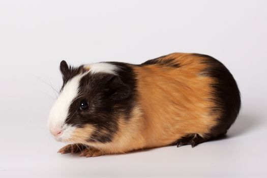 Macro portrait of small colored guinea pig