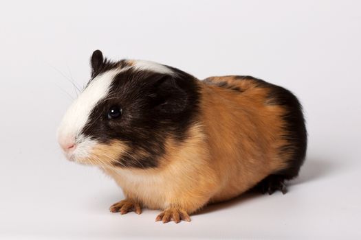 Macro portrait of small colored guinea pig