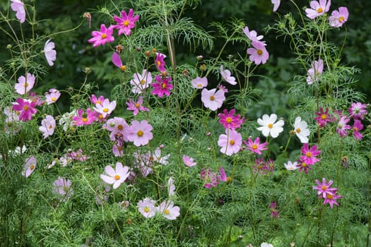 colorful cosmos flowers in the garden