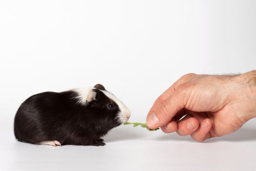 Hand fed with leaves small colored guinea pig