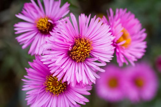 Pink chrysanthemums in bunch, visible petals, yellow centre and green leaves.