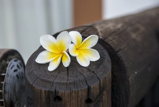yellow tropical flowers on wooden pole