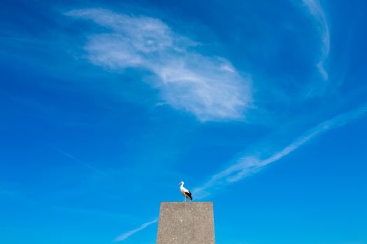 Old stork sitting on stony post nagainst blue sky with white clouds background, space for text.