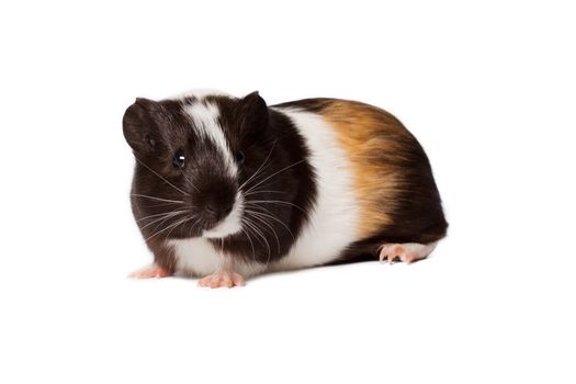 Macro portrait of small colored guinea pig