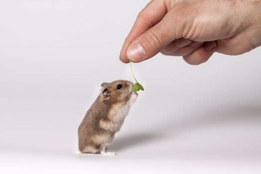 Hand fed with leaves, brown hamster with white belly standing on hind legs