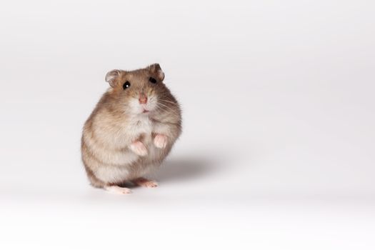 Brown hamster with white belly standing on hind legs