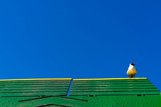 Seagull sitting on green frerry or ship  roof against blue cloudless sky.