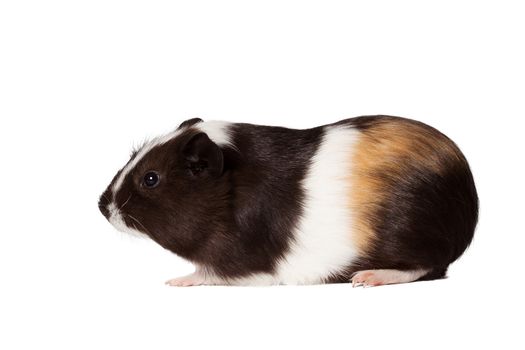 Macro portrait of small colored guinea pig