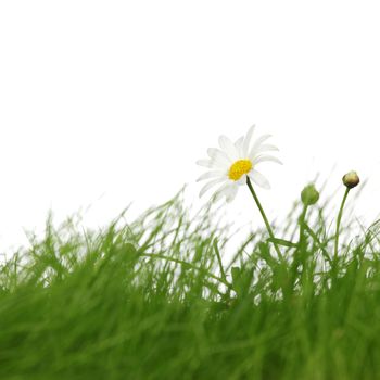 Spring meadow with grass and flowers isolated on white background