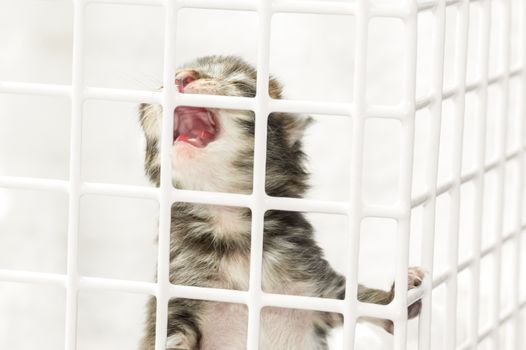 closeup of a hand-reared kitten crying for food in a vet basket