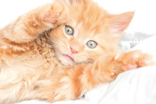 closeup of a playful ginger kitten with its tongue sticking out