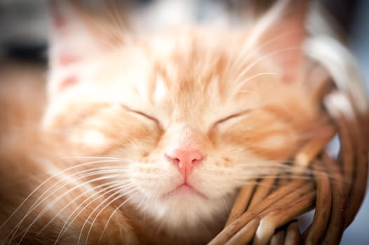 closeup of sleeping ginger kitten with focus only on the nose