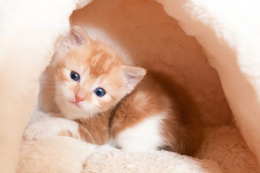 wide-eyed cute kitten hiding in a cozy basket