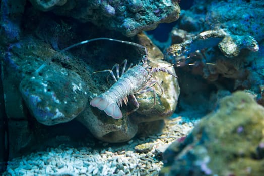 Amazing  crawfish at Moscow Oceanarium, Russia