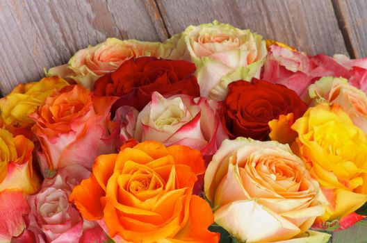 Bunch of Beautiful Multi Colored Roses isolated on Wooden background