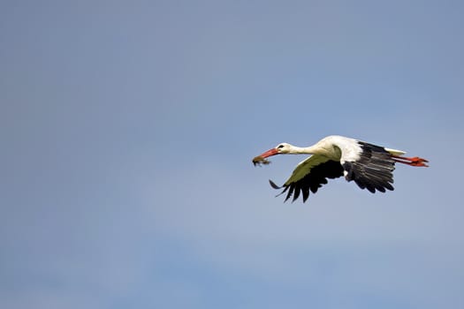 White stork in flight, on a blue sky