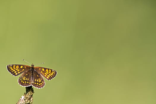 A butterfly, a green spring background