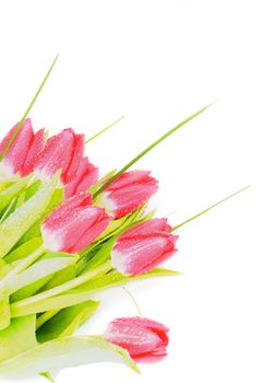 Heap of Spring Magenta Tulips with Green Grass and Water Drops closeup on White background