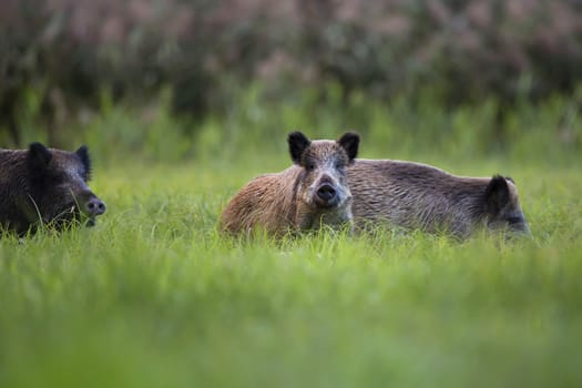 Boars in the wild, in a clearing.