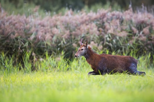 Red deer on the run, in the wild